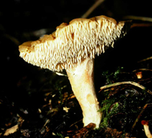 Dentinum repandum, view showing the teeth and tapering stalk.